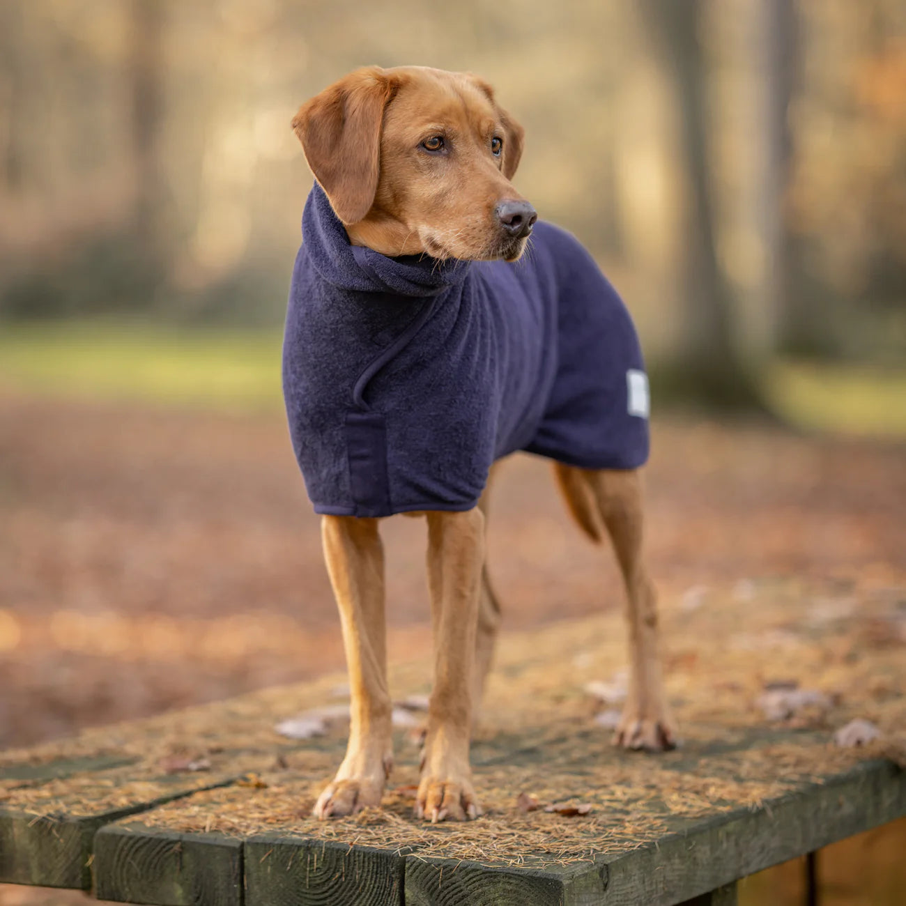 Dog drying coat Blackberry